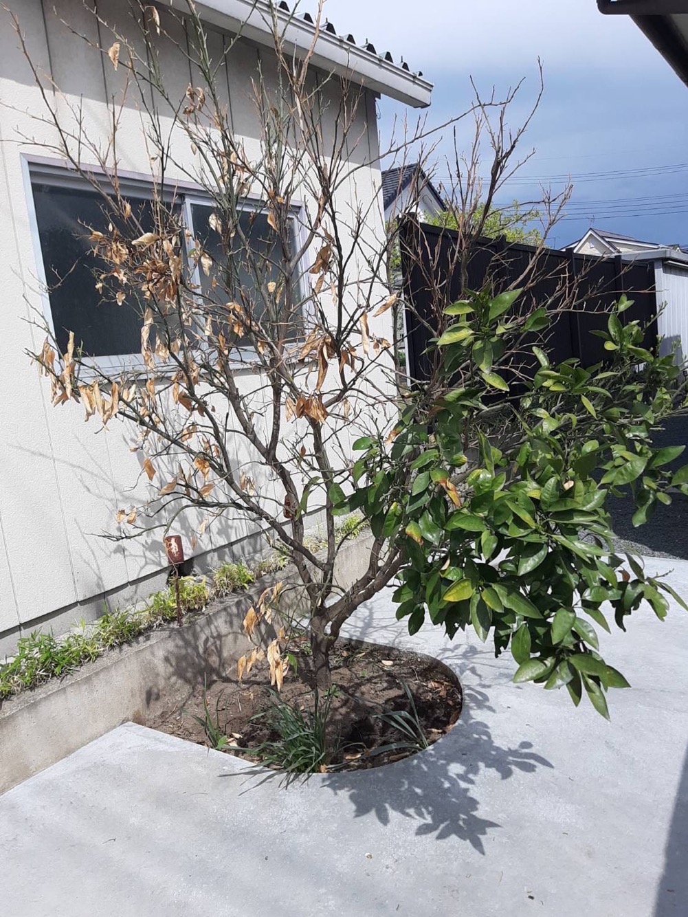 庭木の伐根（施工前）