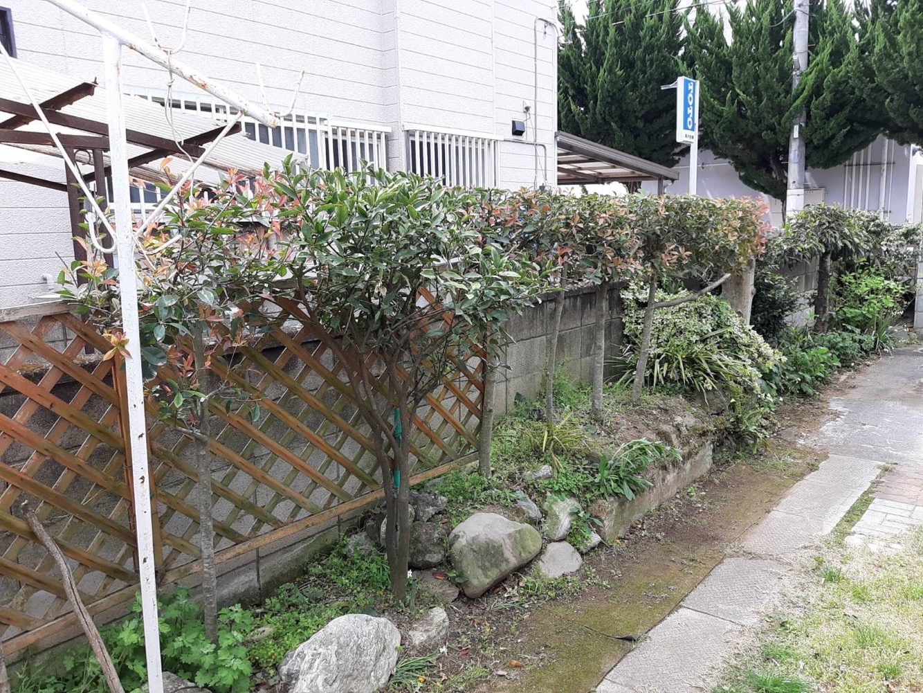 立木の剪定（施工後）