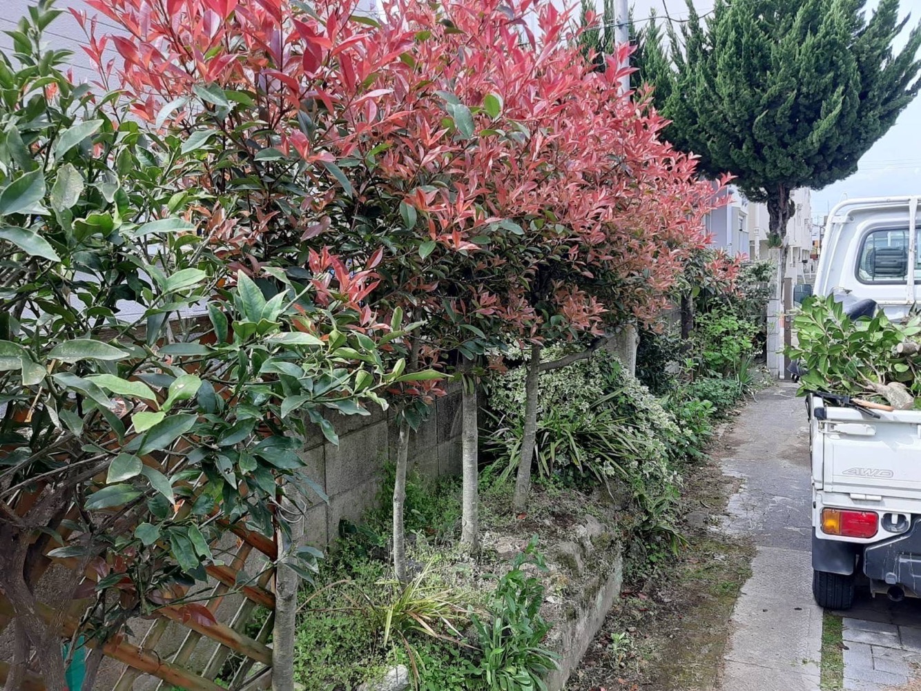 立木の剪定（施工前）