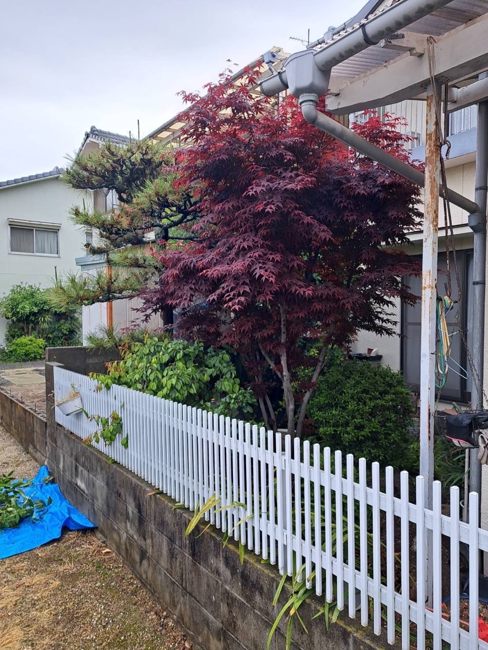 立木の剪定（施工前）