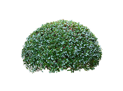 植え込みの剪定・お手入れ