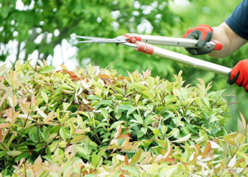 庭木のお手入れ（剪定）