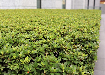 生垣・植え込みの刈り込み